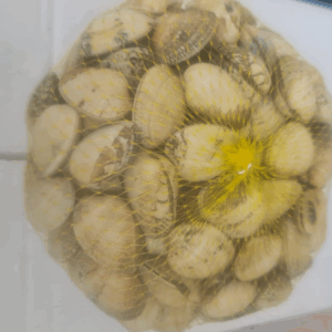 Almeja Babosa Gallega