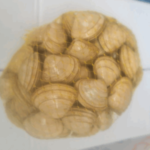 Almeja Blanca o Chirla